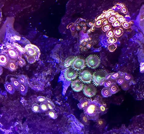 Zoa ID! | Reef2Reef