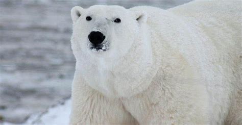 Gigante Do Gelo Saiba Mais Sobre O Urso Polar