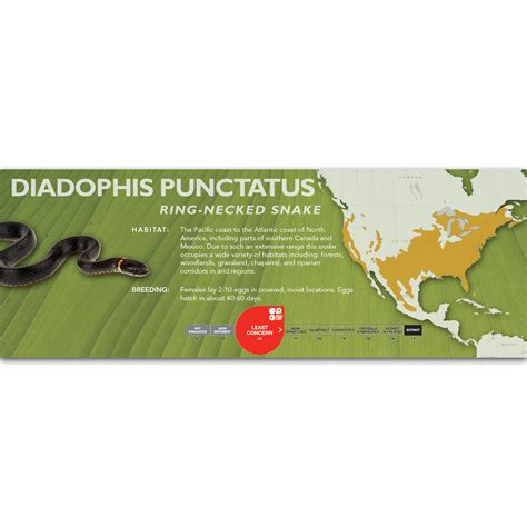 Ring-Necked Snake (Diadophis punctatus) Classic Vivarium Label – Cloud