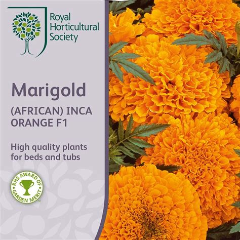 Buy African Marigold Inca Orange F1 Tagetes Erecta Inca Orange Inca Series £305 Delivery