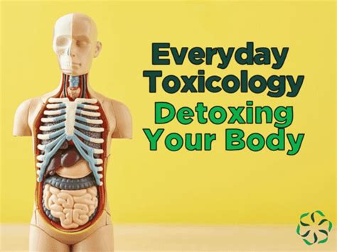 Everyday Toxicology Digging Deeper Detoxing Your Body Center For