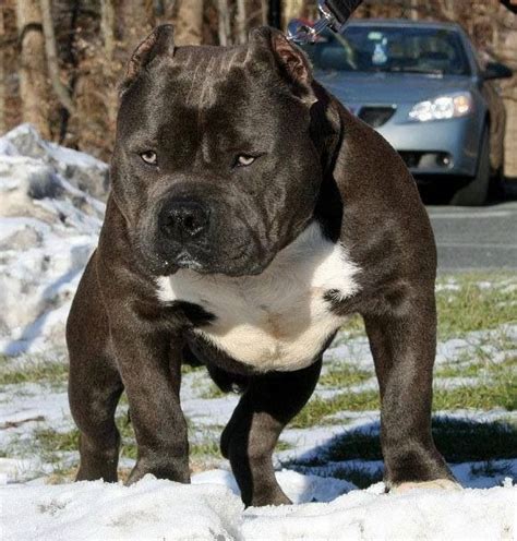 29 best Bully pitbulls images on Pinterest | Pit bull, Pit bulls and ...