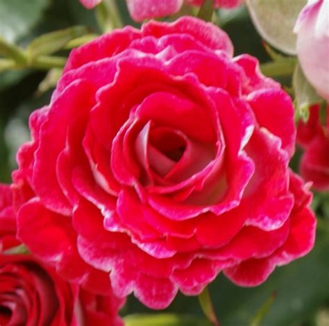 Rosa Schöne Koblenzerin® KORburox