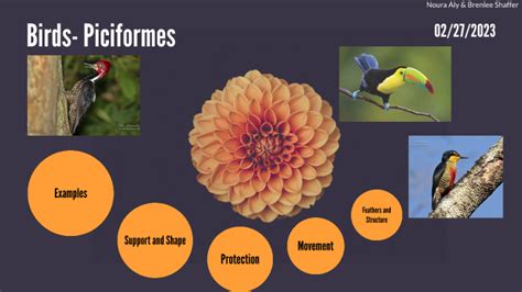 Birds- Piciformes by Noura Aly on Prezi