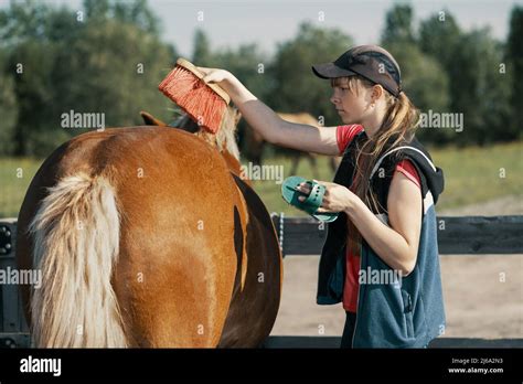 Teenage girl brushing horse croup with dandy brush in outdoors Stock ...