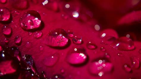 Rose Water Wallpaper Photos