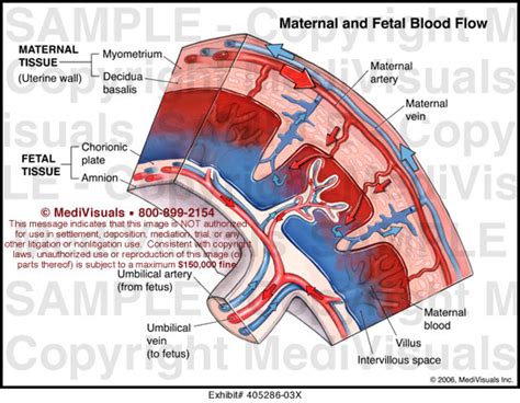 Maternal And Fetal Blood Flow Medical Exhibit