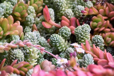 How To Grow Colorful Succulents Sublime Succulents