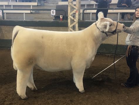 Iowa Beef Expo | Des Moines, Iowa | Matt Lautner Cattle