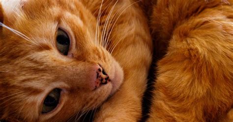 12 Orange And White Cat Breeds You Didnt Know About