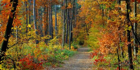 determining    timberland investments landthink