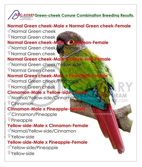 Sun Conure Food Diet Conure African Grey Parrot African Lovebirds