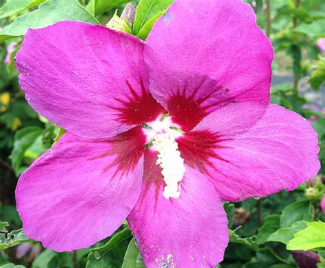 Hibiscus Syriacus Lil Kim Violet Rose Of Sharon