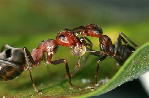 Ants In Belize at Alonzo Caraway blog