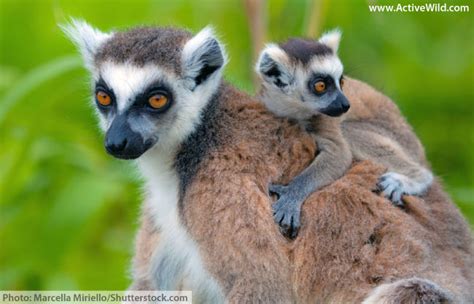 Ring Tailed Lemur Facts, Pictures, Information & Video. Discover An Endangered Primate From ...