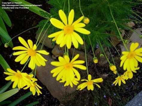 Plantfiles Pictures Euryops Green Euryops Bush Daisy Clanwilliam Daisy Viridis Euryops