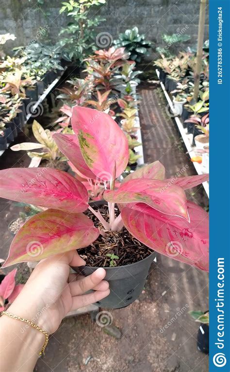 Aglaonema Sp Hojas Rojas Es Una Planta Ornamental Con Hojas Hermosas