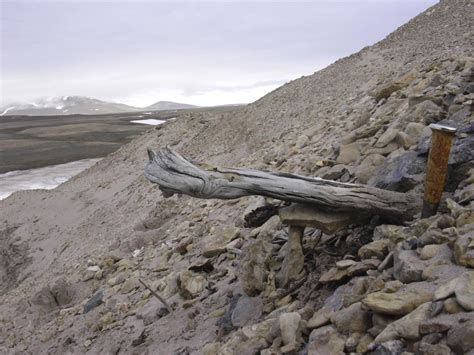 Oldest DNA reveals life in Greenland 2 million years ago