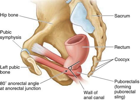 Pelvis Flashcards Quizlet