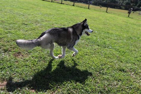 Three Legged Husky Discovers Hope In Chester County At Lamancha Animal