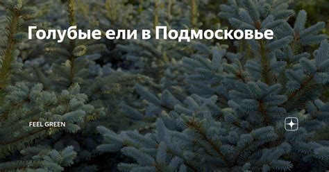 Голубые ели в Подмосковье | Feel Green | Дзен