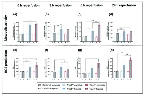 Metabolic Activity And Ros Production Of Canton S Trap1 − And Trap1