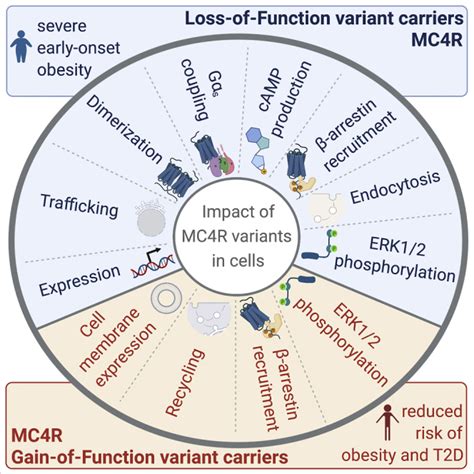 Human Mc4r Variants Affect Endocytosis Trafficking And Dimerization Revealing Multiple Cellular