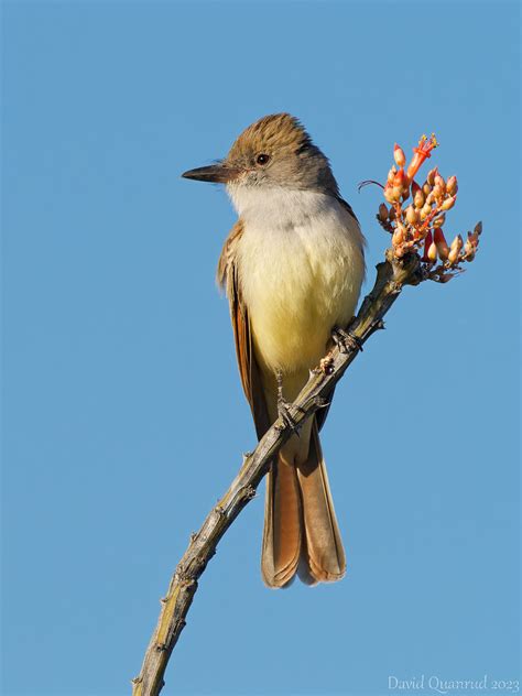 90185 Brown Crested Flycatcher Tucson Az David Quanrud Flickr