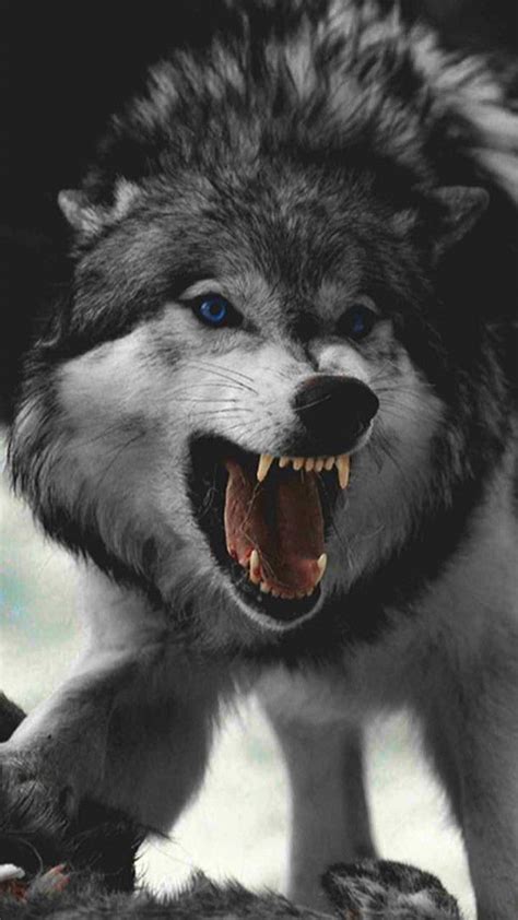 Angry Wolf Wallpapers Top Free Angry Wolf Backgrounds Wallpaperaccess