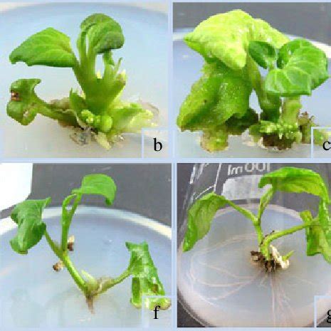 In Vitro Regeneration Of Black Pepper P Nigrum From Leaf Explants A