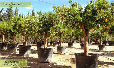 Citrus X Sinensis Orange Trees Half Standard Garden Plants Online