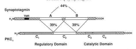 Figure From Domain Structure Of Synaptotagmin P Semantic Scholar