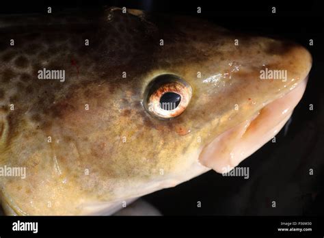 black  fish head