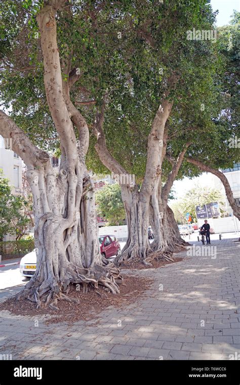 Ficus Benjamina Comúnmente Conocido Como El Llanto Fig Benjamin Fig O