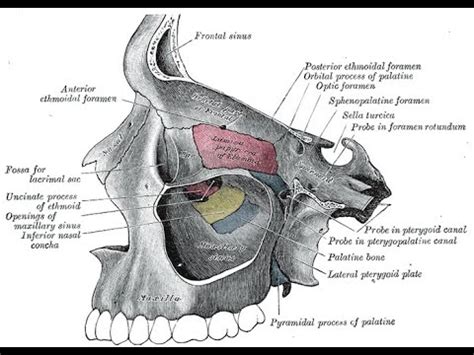 Anatomy Of The Head Neck The Pterygopalatine Fossa Lec Part