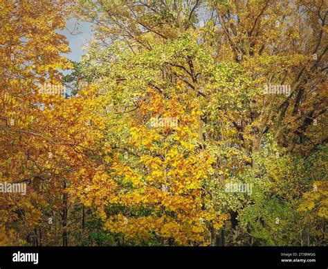 Colorful Autumn Trees Texture Fall Season Nature Details Multicolored