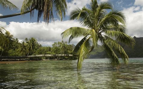 Green Coconut Tree Landscape Nature Hd Wallpaper Wallpaper Flare