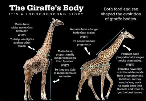 Scientists Finally Solve Mystery Behind Why Giraffes Have Such Long