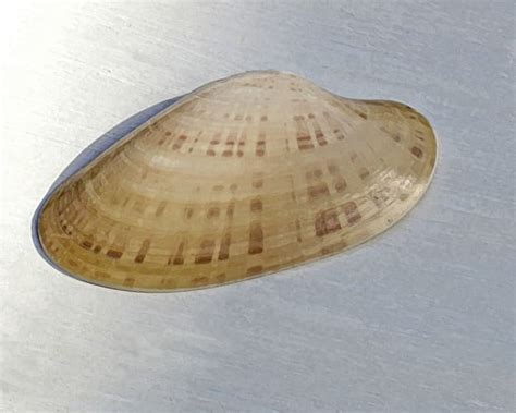 Curious Collectors Of Clam Shells Identification And Interesting Facts Hubpages