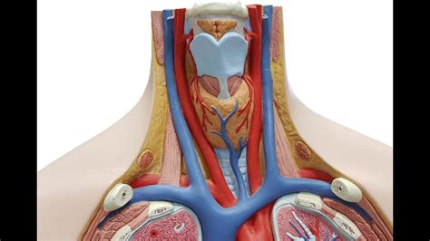 Anatomy Practical 1 Anatomy Of Thyroid Gland Youtube