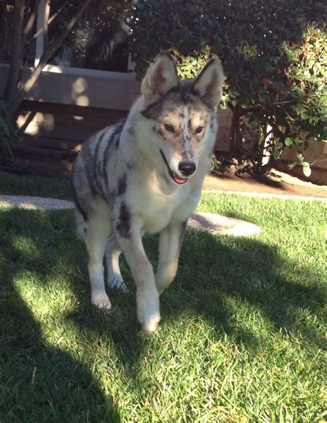 Siberian Husky And Australian Shepherd Mix : Australian Shepherd ...