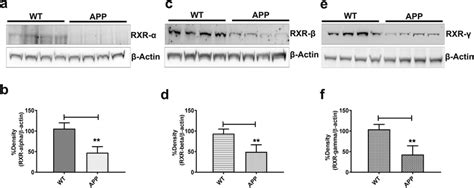 Immunoblotting analysis of RXR α β and γ expression in APP PS1 mice