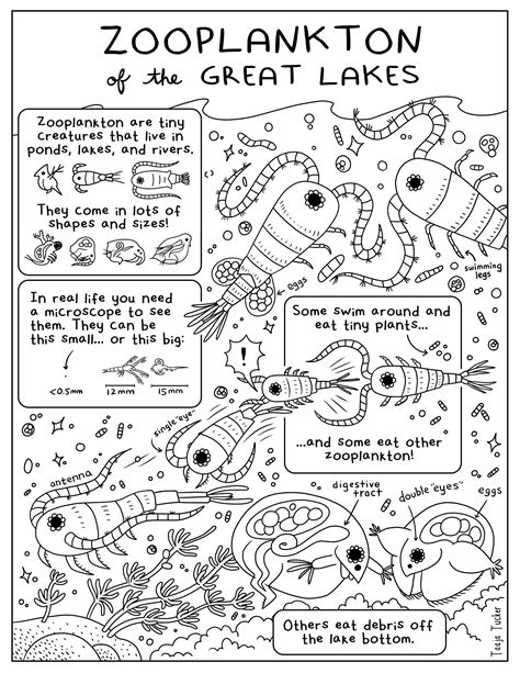 phytoplankton clip art 7