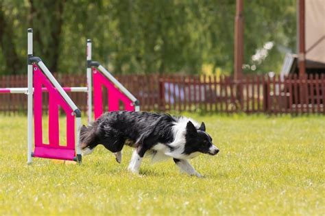 Premium Photo Dog Jumps Over A Hurdle Of An Agility Course Agility