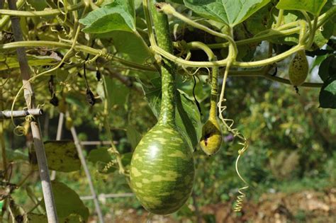 Gourd Seed Speckled Swan Lagenaria Siceraria Buy Online