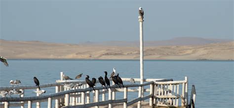 5 Highlights Of Paracas National Reserve Aracari Travel