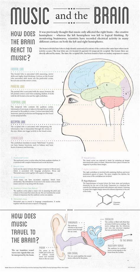 Music And The Brain Brain Facts Brain Science Brain Food Life Science Computer Science