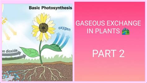 Gaseous Exchange Plants Biology X Part Youtube