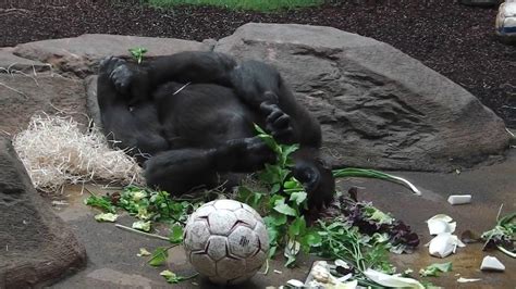 Gorillas Tano Und Okanda Sibirischer Tiger Ahimsa Tierpark Hellabrunn