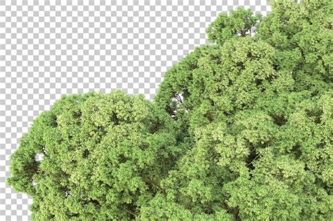 Floresta na ilustração de renderização 3d de fundo transparente PSD